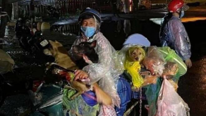 Sau vụ tiêu hủy 15 chú chó: chính quyền Cà Mau nói do "tiêu hủy nhầm"