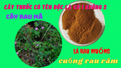 Cây thuốc nam có tên độc lạ nhất Việt Nam 