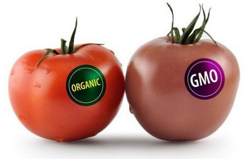 GMO Là Gì? Biến Đổi Gen Là Gì? Những Sự Thật 